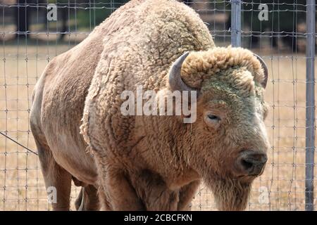 Les bisons occupent un terrain dans le nord de l'Arizona, dans un centre de sauvetage qui leur donne un environnement sûr et propre pour élever et augmenter la population Banque D'Images