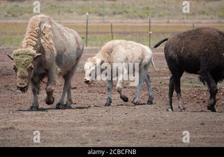 Les bisons occupent un terrain dans le nord de l'Arizona, dans un centre de sauvetage qui leur donne un environnement sûr et propre pour élever et augmenter la population Banque D'Images