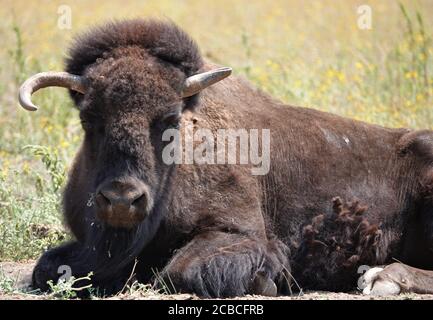 Les bisons occupent un terrain dans le nord de l'Arizona, dans un centre de sauvetage qui leur donne un environnement sûr et propre pour élever et augmenter la population Banque D'Images