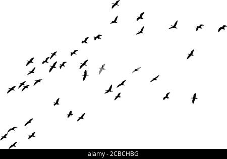 Flying birds. Troupeau d'oiseaux. Image vectorielle. Arrière-plan blanc. Illustration de Vecteur