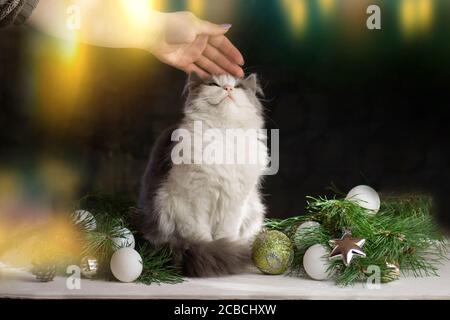 Elle tient son chat sous l'arbre de Noël. Femme avec chat près de l'arbre de Noël à la maison Banque D'Images