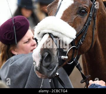 Un collier de nez de peau de mouton porté par les chevaux de course Banque D'Images