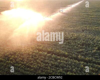 Arrosage matinal des champs de soja, système d'arrosage automatique des champs, vue de dessus. Banque D'Images