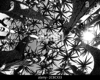 Vue sur le fond de l'arbre de quiver contre le ciel par beau temps, Keetmashoop, Namibie. Image en noir et blanc. Banque D'Images