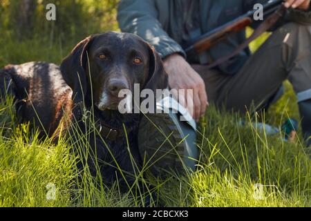 Chien chasseur noir attentif couché sur l'herbe pendant que son propriétaire reposez-vous pendant la chasse Banque D'Images