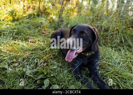 Beau chien de chasse assis sur l'herbe par beau temps ensoleillé, regarder le propriétaire, se reposer Banque D'Images