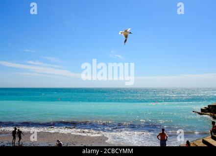 Mouette en vol contre le ciel bleu vif d'été et moustay Nuages blancs à Freshwater Bay Isle of Wight Banque D'Images