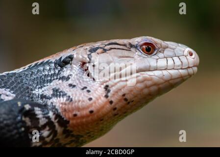 Le skink de la languette bleue est posé sur l'ancienne bûche Banque D'Images