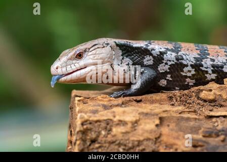 Le skink de la languette bleue est posé sur l'ancienne bûche Banque D'Images