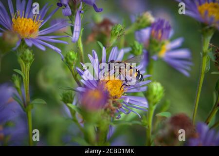 Les mouches à bosse, également appelées mouches à fleurs ou syrphides, constituent la famille des insectes Syrphidés. Banque D'Images