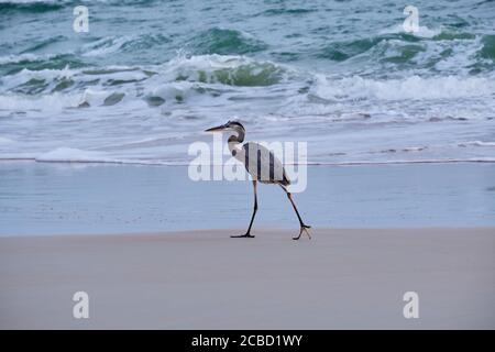 Great Blue Heron marche lentement le long de la ligne d'eau en observant sa proie dans les vagues entrantes. Côte est de la Floride. Banque D'Images