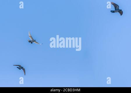 Colombe blanche dans un ciel bleu. Banque D'Images