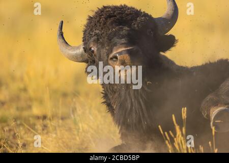 Le bison américain se balade dans la terre, la poussière et l'herbe Banque D'Images