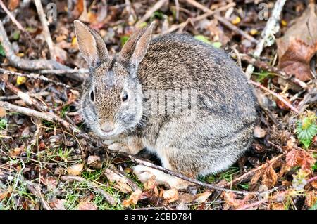 Desert Cottontail Rabbit On Alert. Banque D'Images