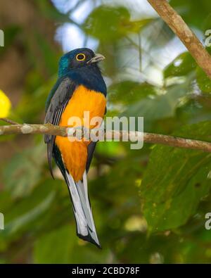 Surucua Trogon (Trogon surrucura) perching. Banque D'Images