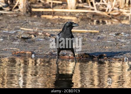 Un Nid-de-Corbeau américain debout dans des eaux dorées peu profondes. Banque D'Images