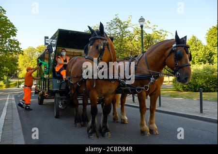 07 août 2020, Belgique, Brüssel: Antonov Severin (l), membre du service de nettoyage, charge des sacs de déchets dans la voiture tirée par des chevaux du service de nettoyage dans le quartier Schaerbeek de Bruxelles. Depuis 2011, six jours par semaine, le service de collecte des ordures est offert non seulement par camion classique mais aussi par chariot à cheval. Environ 200 poubelles publiques par jour sont ensuite vidées de cette façon. (À dpa 'camion de déchets avec sabots - amis à quatre pattes en action dans les rues de Bruxelles') photo: Sven Braun/dpa Banque D'Images
