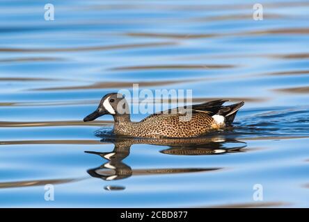 Un gros plan d'un canard sarcelle à ailes bleues nageant dans les eaux bleues. Banque D'Images