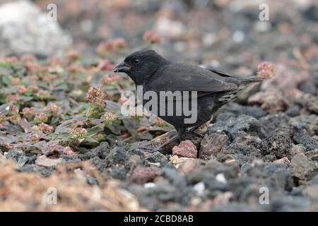 Cactus Finch (Geospiza scandens), homme, Isla Santa Cruz, Galapagos, Équateur 17 novembre 2017 Banque D'Images