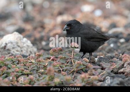 Cactus Finch (Geospiza scandens), Isla Santa Cruz, Galapagos, Équateur 17 novembre 2017 Banque D'Images