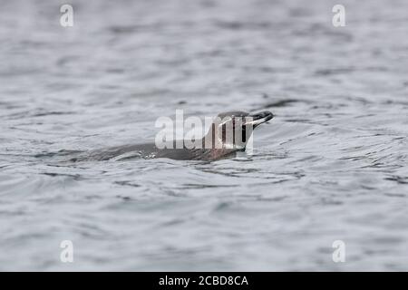 Manchot de Galapagos (Spheniscus mendiculus), Isla Bartolome, Galapagos, Équateur 28 novembre 2017 Banque D'Images