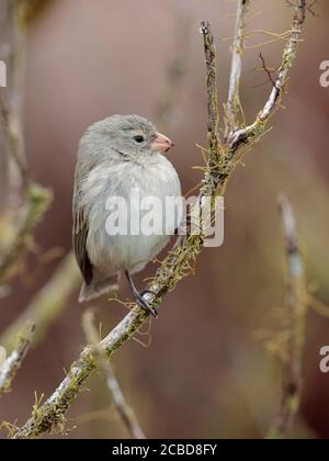 Petit arbre Finch (Camarhynchus parvulus), Isla Santa Cruz, Galapagos, Équateur 17 novembre 2017 Banque D'Images