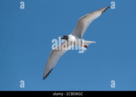 Mouette à queue hirondelle (Creagrus furcatus), en vol, baie de Darwin, Isla Genovesa, Galapagos, Équateur 27 novembre 2017 Banque D'Images