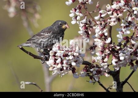 Cactus Finch (Geospiza scandens), femme, Isla San Cristobal, Galapagos, Équateur 25 novembre 2017 Banque D'Images