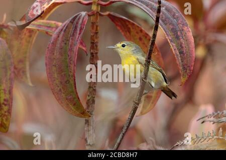 Paruline jaune (Dendroica petechia), Isla Santa Cruz, Galapagos, Équateur 17 novembre 2017 Banque D'Images