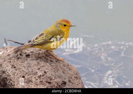 Paruline jaune (Dendroica petechia) Puerto Ayora, Isla Santa Cruz, Galapagos, Équateur 22 novembre 2017 Banque D'Images