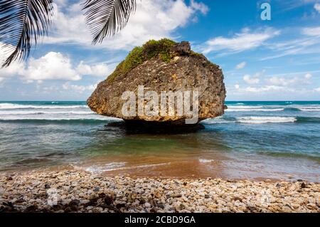 Roche de champignon à Bathsheba Beach, une formation de roche de corail érodée dans l'Atlantique à la Barbade, Antilles, Caraïbes. Banque D'Images