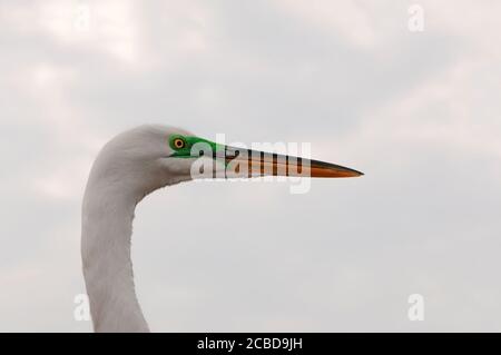 Portrait en gros plan de Great Egret isolé sur fond blanc. Ardea alba. Banque D'Images