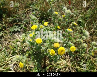 Pulicaria vulgaris, petite Fleabane. Plante sauvage photographiée à l'automne. Banque D'Images