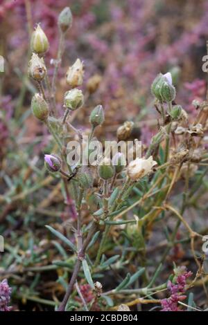 Spergularia marina, Spergularia salina. Plante sauvage photographiée à l'automne. Banque D'Images