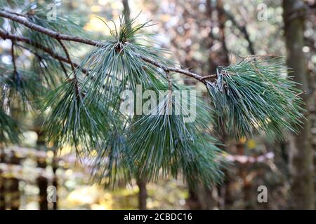 Pinus peuce, PIN macédonien. Plante sauvage photographiée à l'automne. Banque D'Images