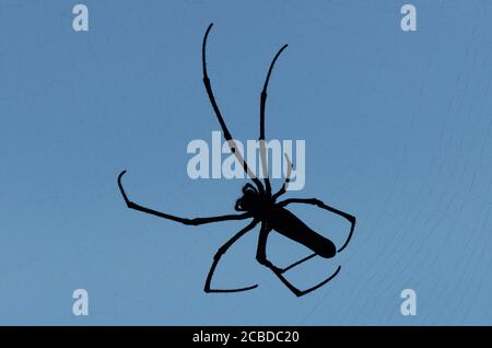 Orbe doré du Nord Weaver tournant son Web dans la forêt de l'île Lamma à Hong Kong. Banque D'Images