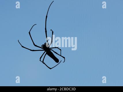 Orbe doré du Nord Weaver tournant son Web dans la forêt de l'île Lamma à Hong Kong. Banque D'Images