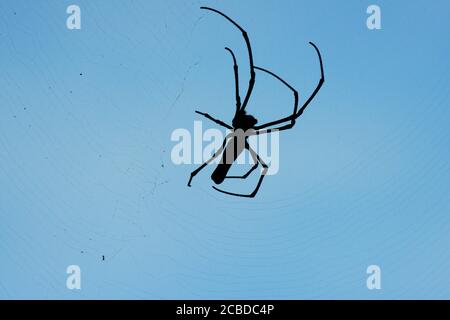 Orbe doré du Nord Weaver tournant son Web dans la forêt de l'île Lamma à Hong Kong. Banque D'Images