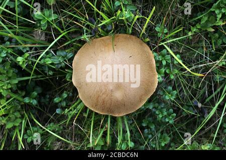 Leccinum versipelle - champignon sauvage tourné en été. Banque D'Images