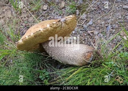 Leccinum versipelle - champignon sauvage tourné en été. Banque D'Images