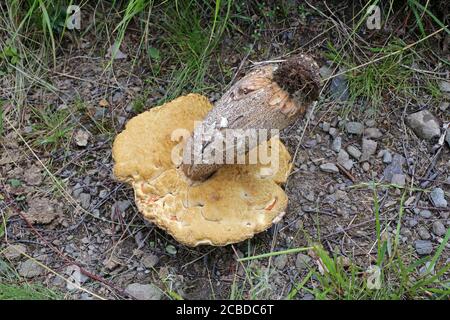 Leccinum versipelle - champignon sauvage tourné en été. Banque D'Images