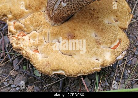 Leccinum versipelle - champignon sauvage tourné en été. Banque D'Images