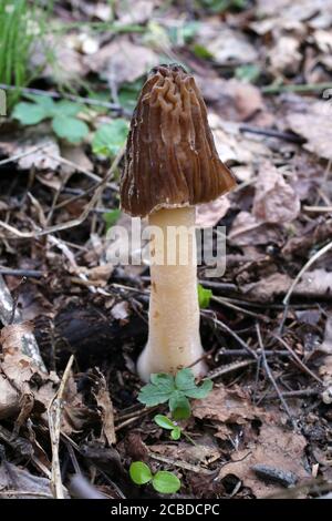 Verpa bohemica - champignon sauvage tourné en été. Banque D'Images