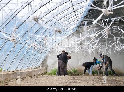 (200813) -- LHASSA, le 13 août 2020 (Xinhua) -- Gesang Wangmo (3e R) et Degyi Zhoima (2e R) plantent des légumes de serre avec des collègues du comté de Bainang, à Xigaze, dans la région autonome du Tibet du sud-ouest de la Chine, le 3 août 2020. Lorsqu'elle est diplômée d'un collège professionnel en 2018, Gesang Wangmo a commencé une entreprise de jardinage de fruits et légumes avec sa sœur Degyi Zhoima dans leur ville natale, le comté de Bainang, une importante base de production de légumes au Tibet. Appuyés par des fonds gouvernementaux, les sœurs ont construit 13 serres en 2019 et ont augmenté leurs revenus en introduisant de nouvelles espèces de cultures et de nouveaux cultivars Banque D'Images