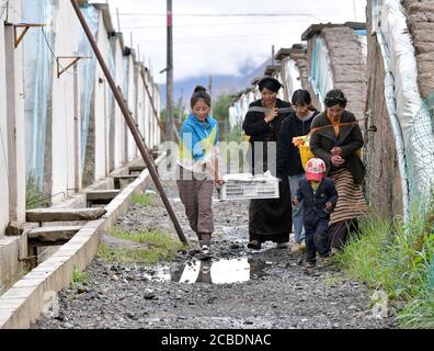 (200813) -- LHASSA, le 13 août 2020 (Xinhua) -- Gesang Wangmo (3e L) et Degyi Zhoima (1er L) récoltent des légumes de serre avec des collègues du comté de Bainang, à Xigaze, dans la région autonome du Tibet du sud-ouest de la Chine, le 3 août 2020. Lorsqu'elle est diplômée d'un collège professionnel en 2018, Gesang Wangmo a commencé une entreprise de jardinage de fruits et légumes avec sa sœur Degyi Zhoima dans leur ville natale, le comté de Bainang, une importante base de production de légumes au Tibet. Appuyés par des fonds publics, les sœurs ont construit 13 serres en 2019 et ont augmenté leurs revenus en introduisant de nouvelles espèces de cultures et de nouveaux cultivars Banque D'Images