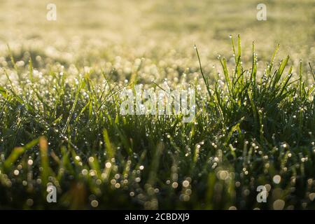 Des gouttes d'eau douce de rosée matinale sur de l'herbe verte sur une prairie luxuriante, rétroéclairé par le soleil du matin Banque D'Images