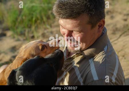 Portrait d'un homme mûr parlant avec deux chiens en marchant. Joyeux homme d'âge moyen du Caucase avec Rottweiler et chien rouge mixte. Animaux avec précaution l Banque D'Images