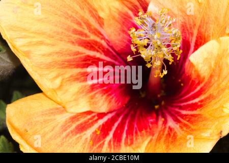 Fleur d'hibiscus jaune et orange en fleur Banque D'Images