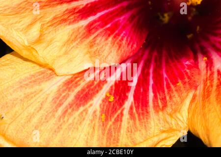Fleur d'hibiscus jaune et orange en fleur Banque D'Images