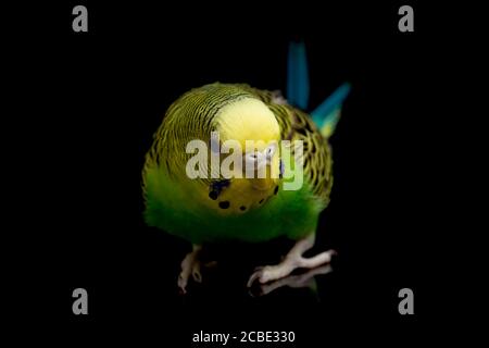 Parakeets bourgegerigar oiseau (Melopsittacus undulatus) bourgegie isolée sur fond noir Banque D'Images